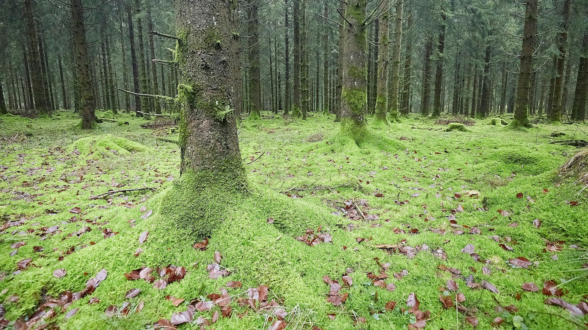 Das Bild zeigt zahlreiche Baumstämme und den mit grünem Moos und wenigen braunen Blättern bedeckten Waldboden bei Nettersheim.