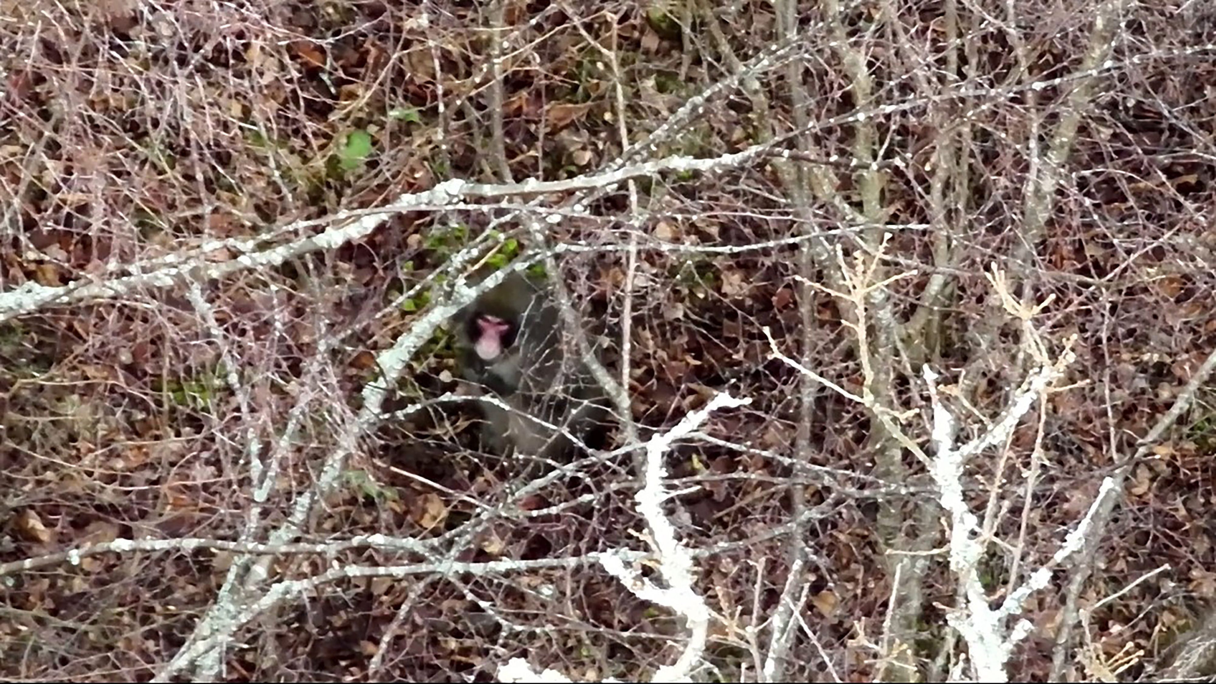 Drohnenaufnahmen des Japanmakaken, der aus dem Highland Wildlife Park entkommen ist.