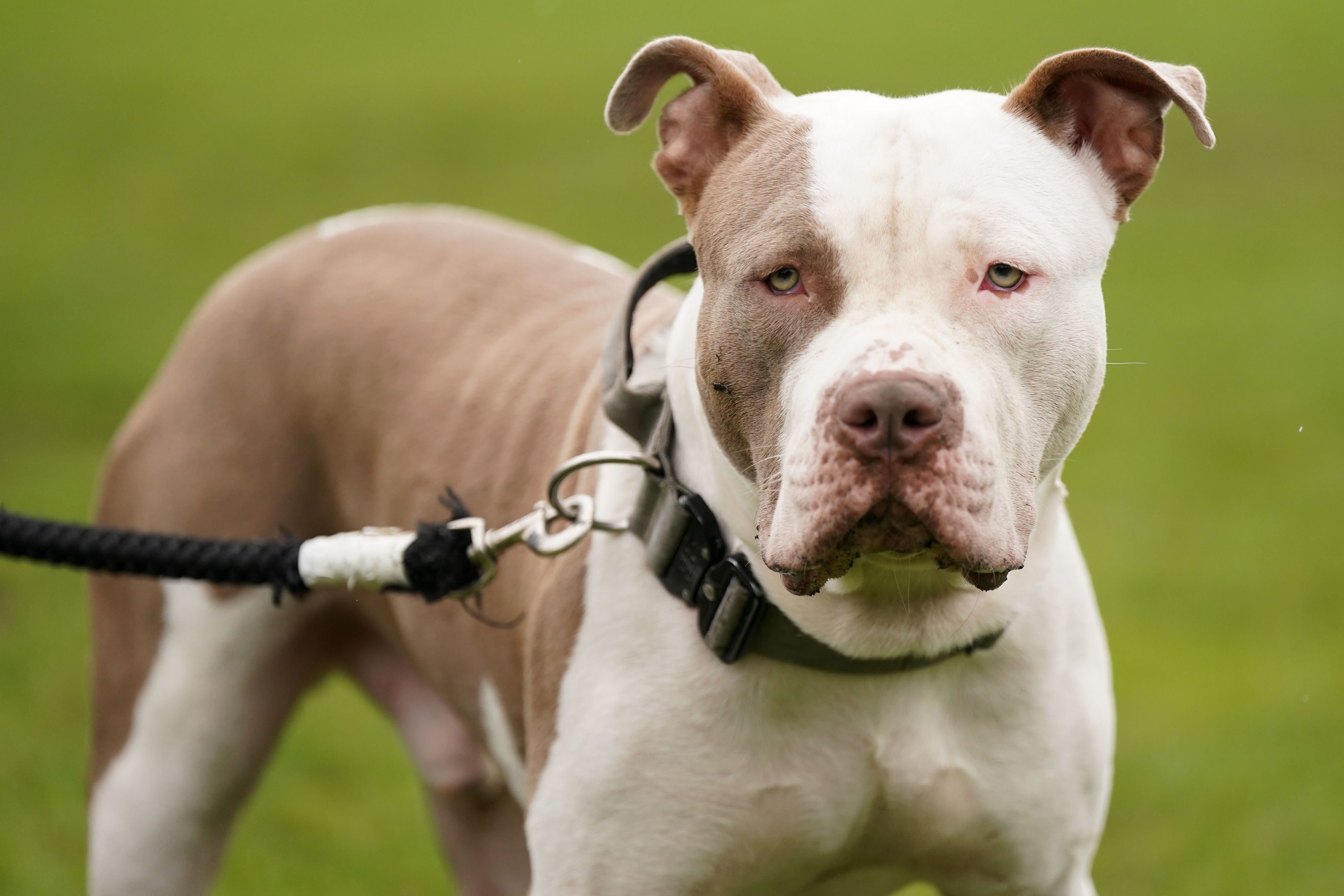 ARCHIV - 30.09.2023, Großbritannien, Birmingham: Ein XL-Bully-Hund namens Riz, aufgenommen während eines Protests gegen die Entscheidung der Regierung, sogenannte XL Bullys in die Liste der verbotenen Rassen aufzunehmen. (zu dpa: «Nach Hundeangriffen: Haltung von XL Bullys in England nun illegal») Foto: Jacob King/PA Media/dpa +++ dpa-Bildfunk +++