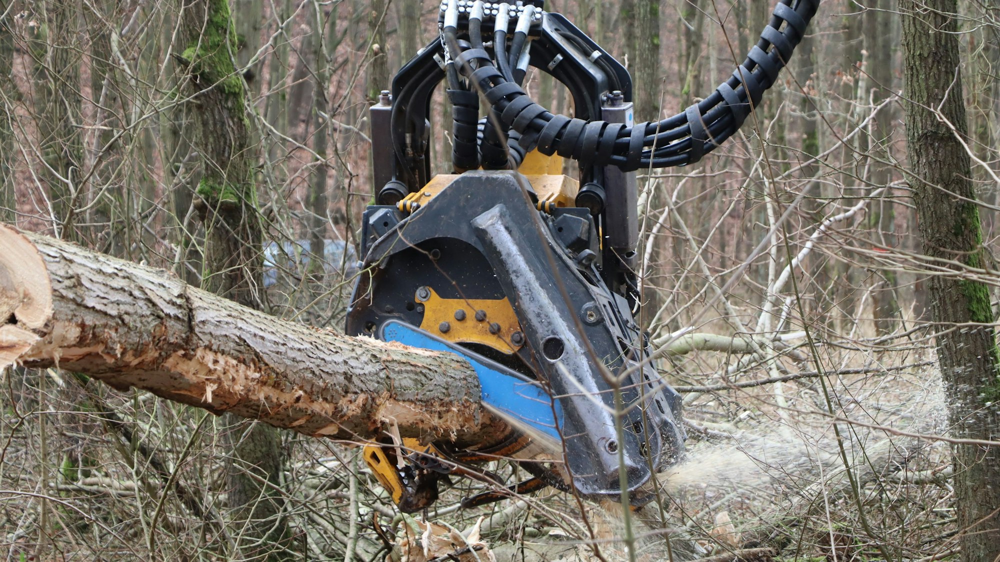 Auf dem Foto ist zu sehen, wie ein Stamm zersägt wird.