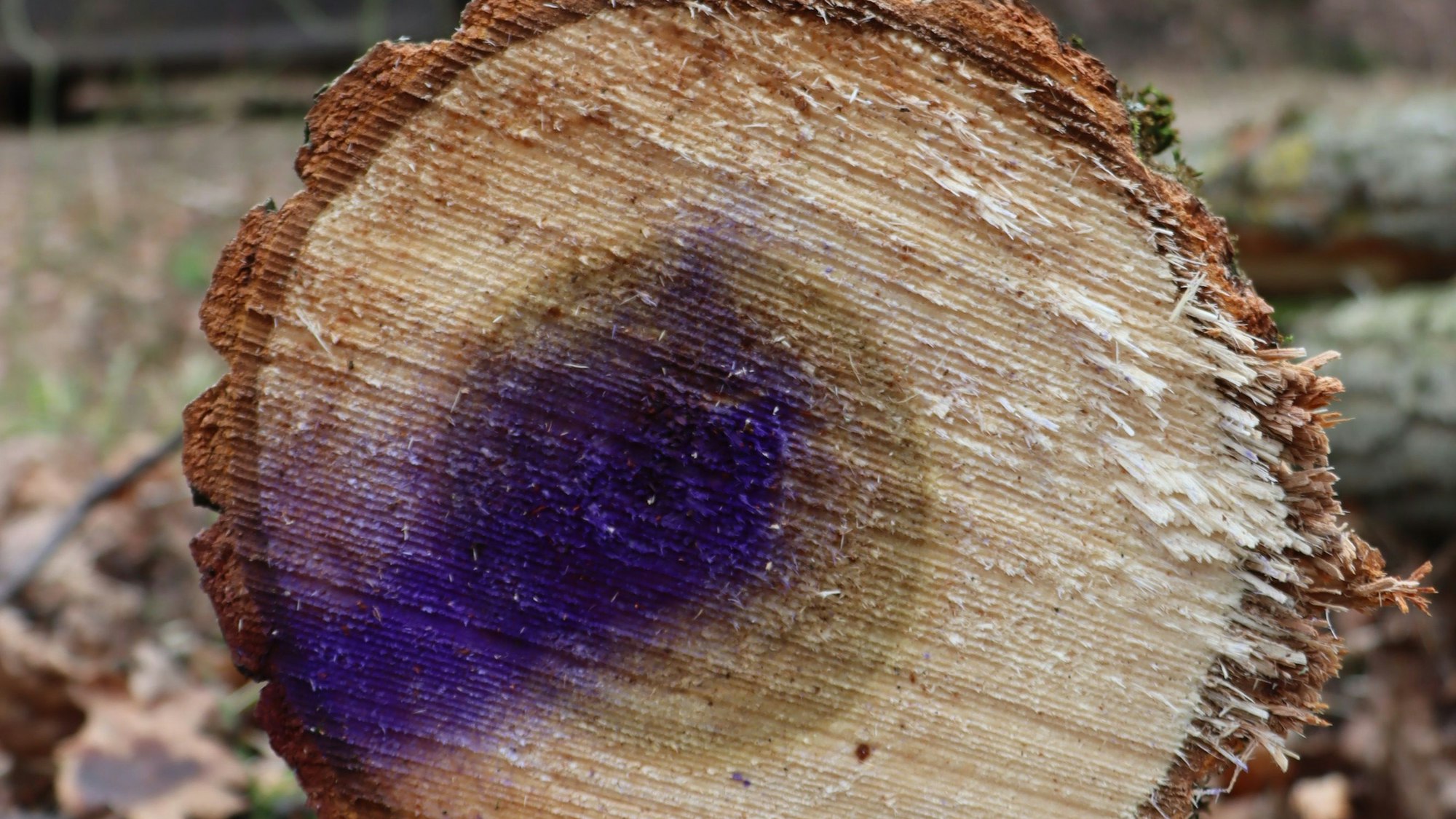 Auf dem Foto ist ein Baumstamm zu sehen.