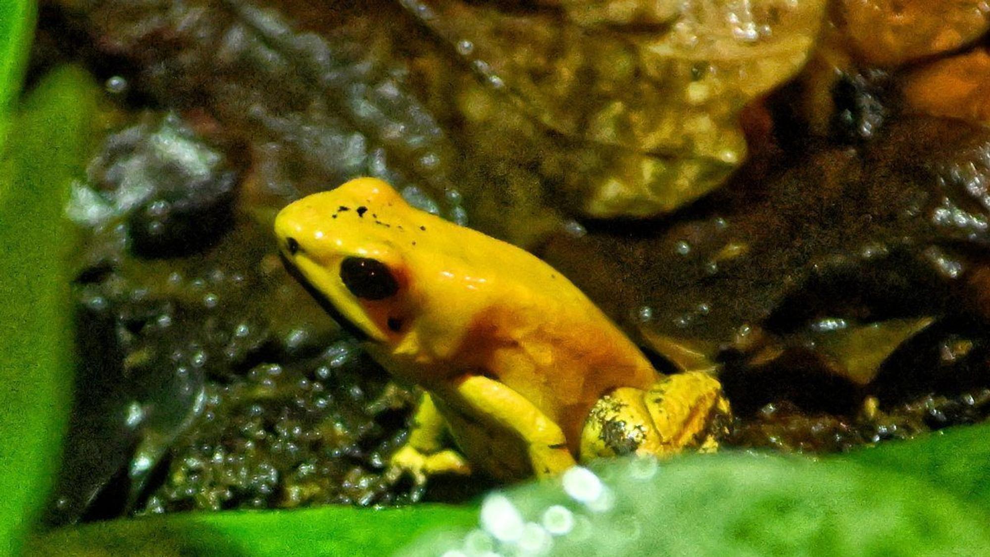 Ein Pfeilgiftfrosch