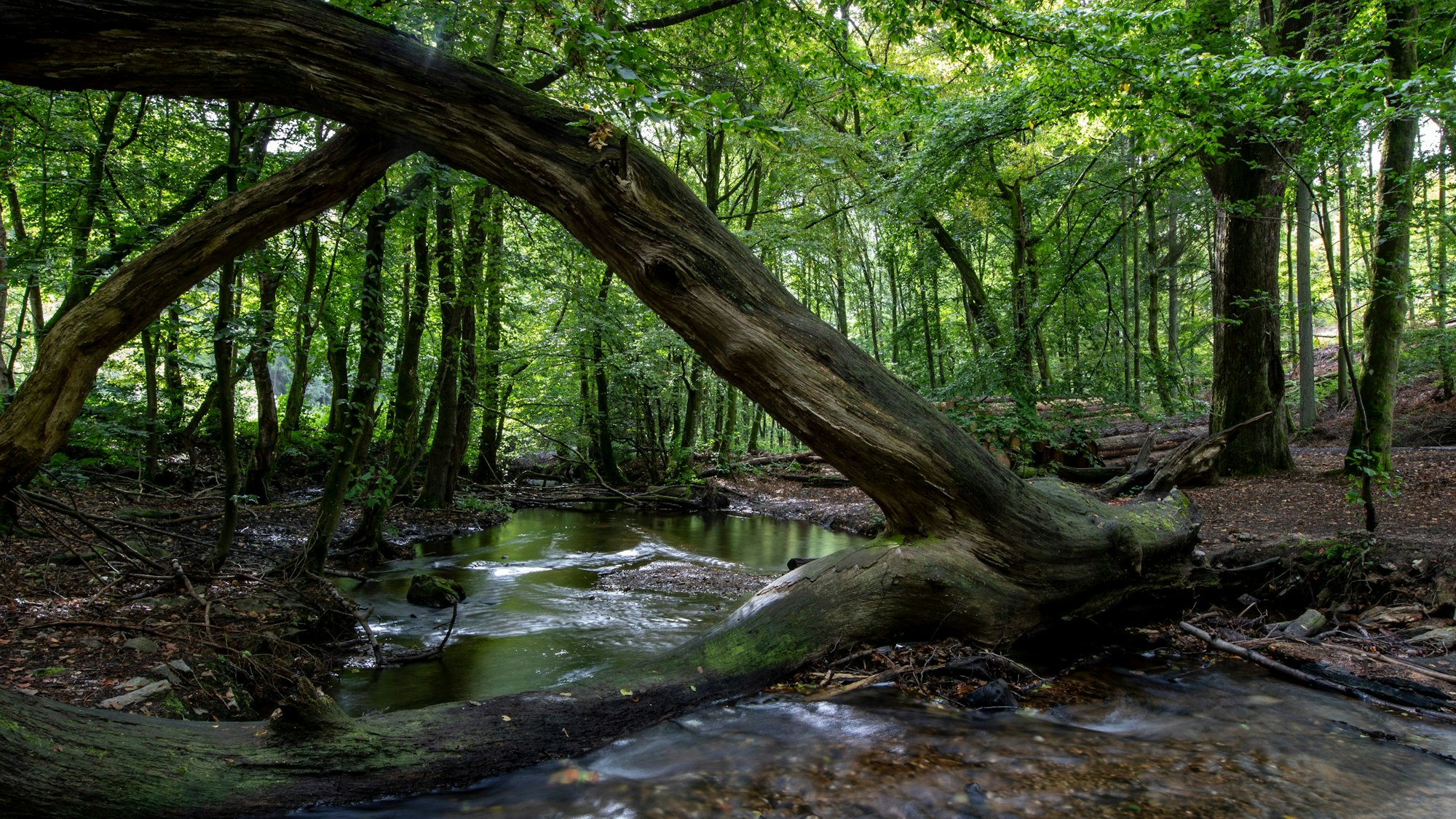 In der Nähe der Stelle, wo Georg das letzte Mal gesehen wurde, verlaufen auch kleinere Bäche. (Symbolbild)