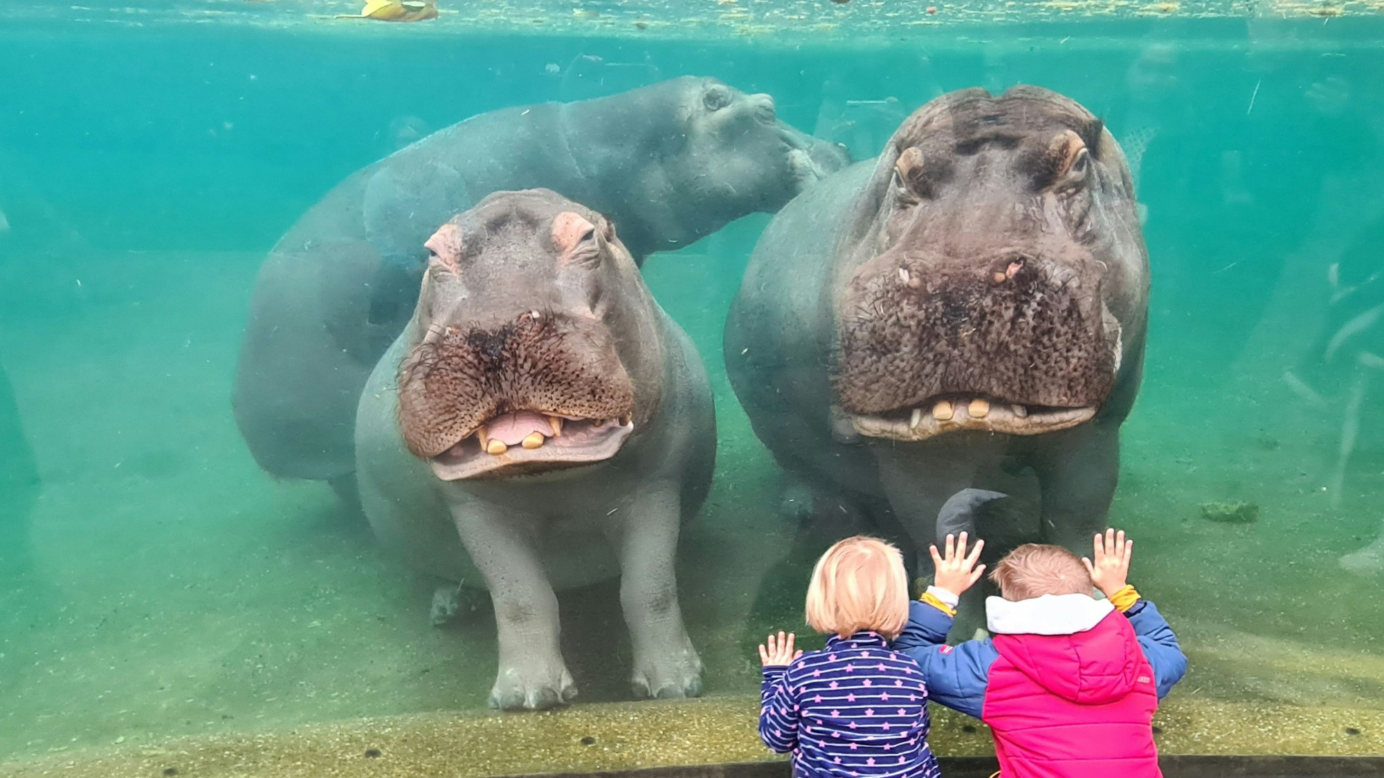 Flusspferde im Kölner Zoo