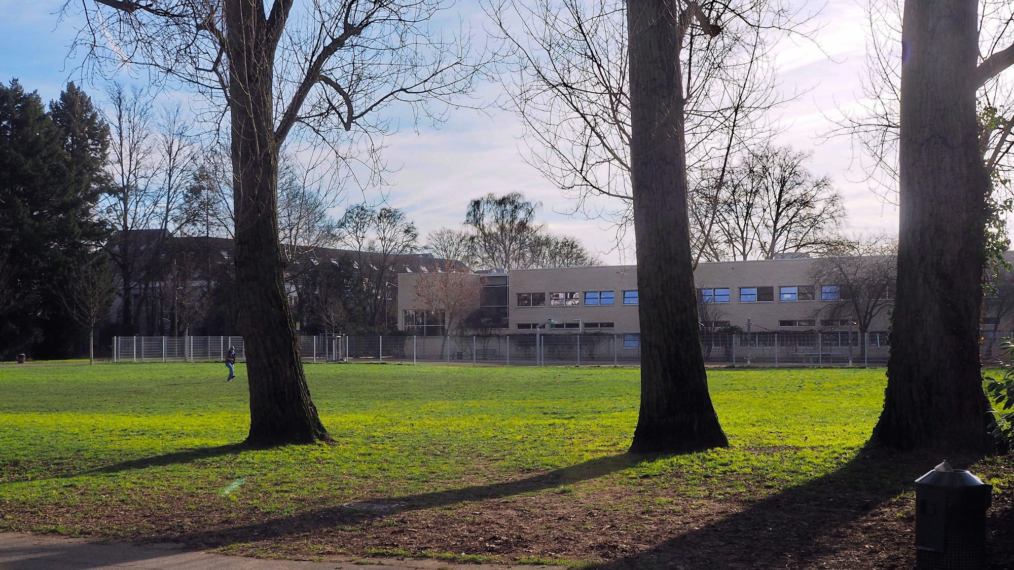 Blick auf eine Wiese mit drei großen Bäumen im Vordergrund
