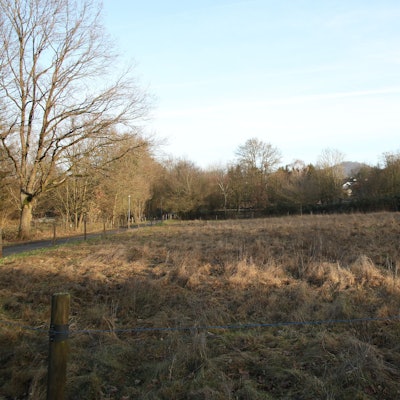 Eine Wiese und im Hintergrund eine Reihe von Bäumen