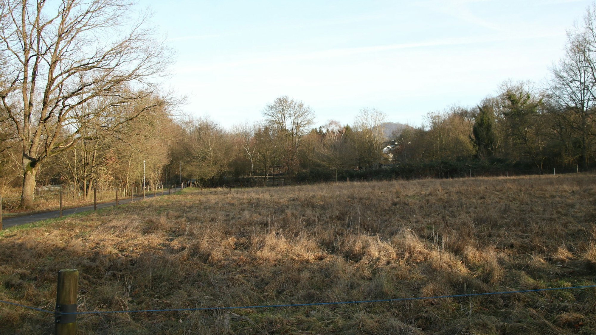 Eine Wiese und im Hintergrund eine Reihe von Bäumen