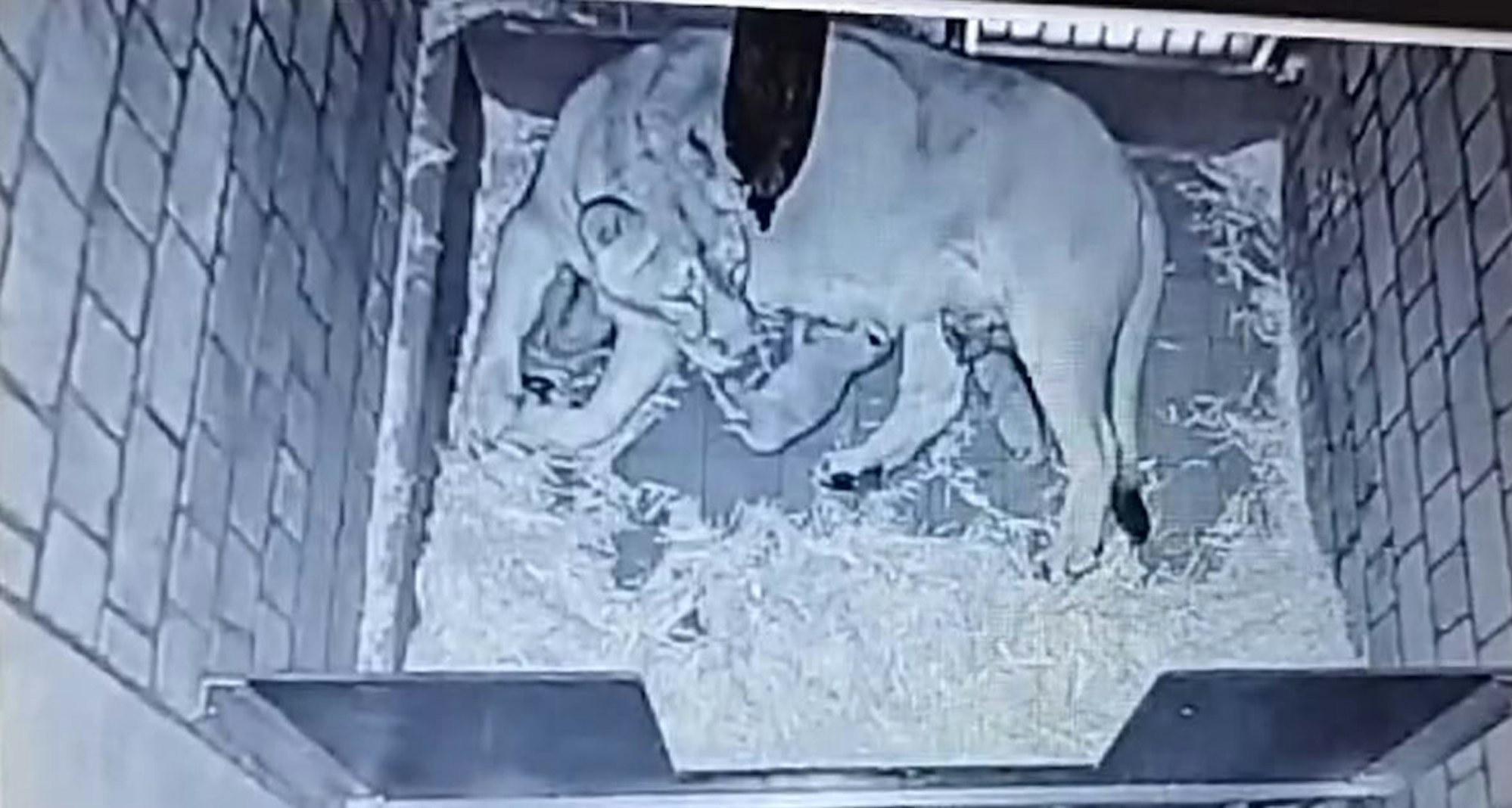 Ein neues Video zeigt Gina und die Jungen in ihrer Wurfbox.