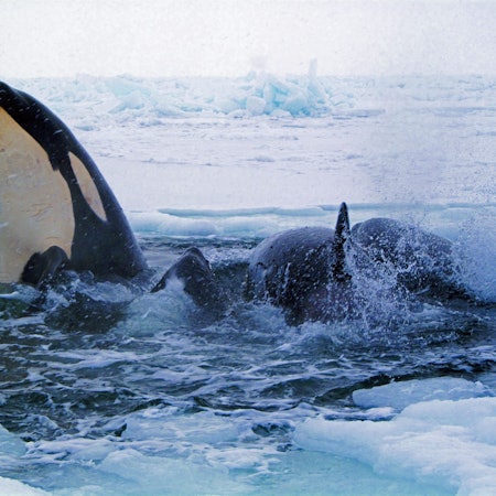 Die Schwertwale in Japan sind, ähnlich wie die hier im Symbolbild zu sehenden Tiere vom Eis eingeschlossen.