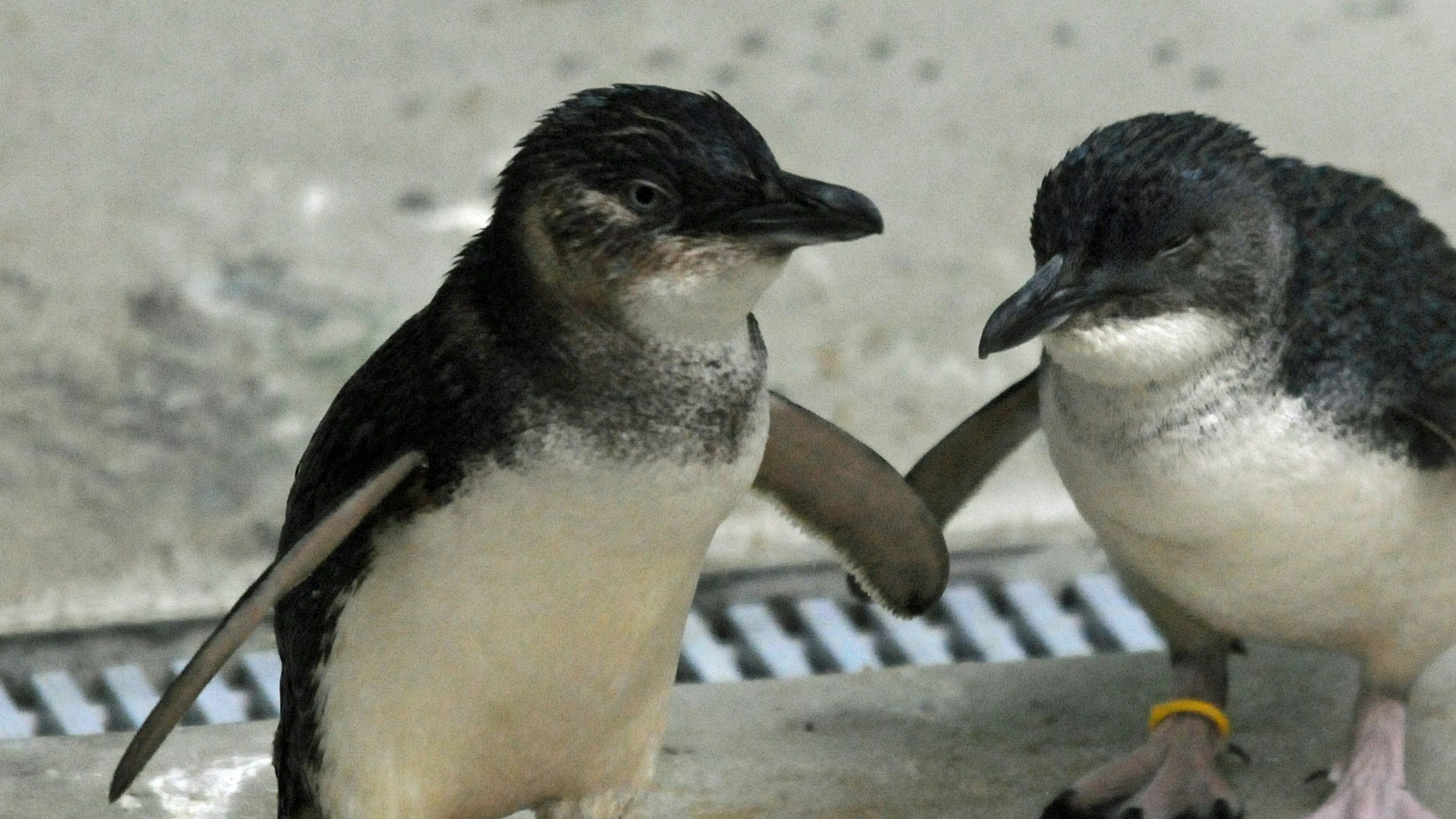Die Zwergpinguine können derzeit an einem Abend bis zu vier oder fünf Partner haben.