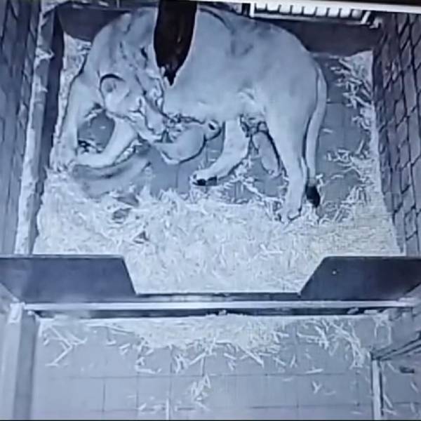 Die Löwin liegt in der Wurfbox und die Kleinen trinken oder krabbeln herum.