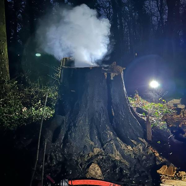 Auf dem Foto ist der abgesägte Baum zu sehen. Ein Stumpf ist stehen geblieben.