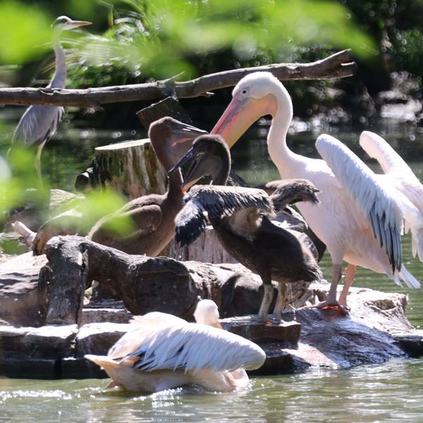 Welche Vögel betroffen sind, teilte der Zoo nicht mit.