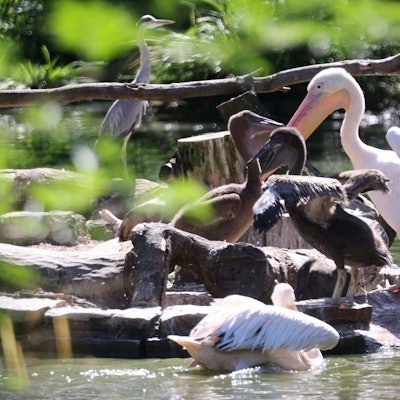 Welche Vögel betroffen sind, teilte der Zoo nicht mit.