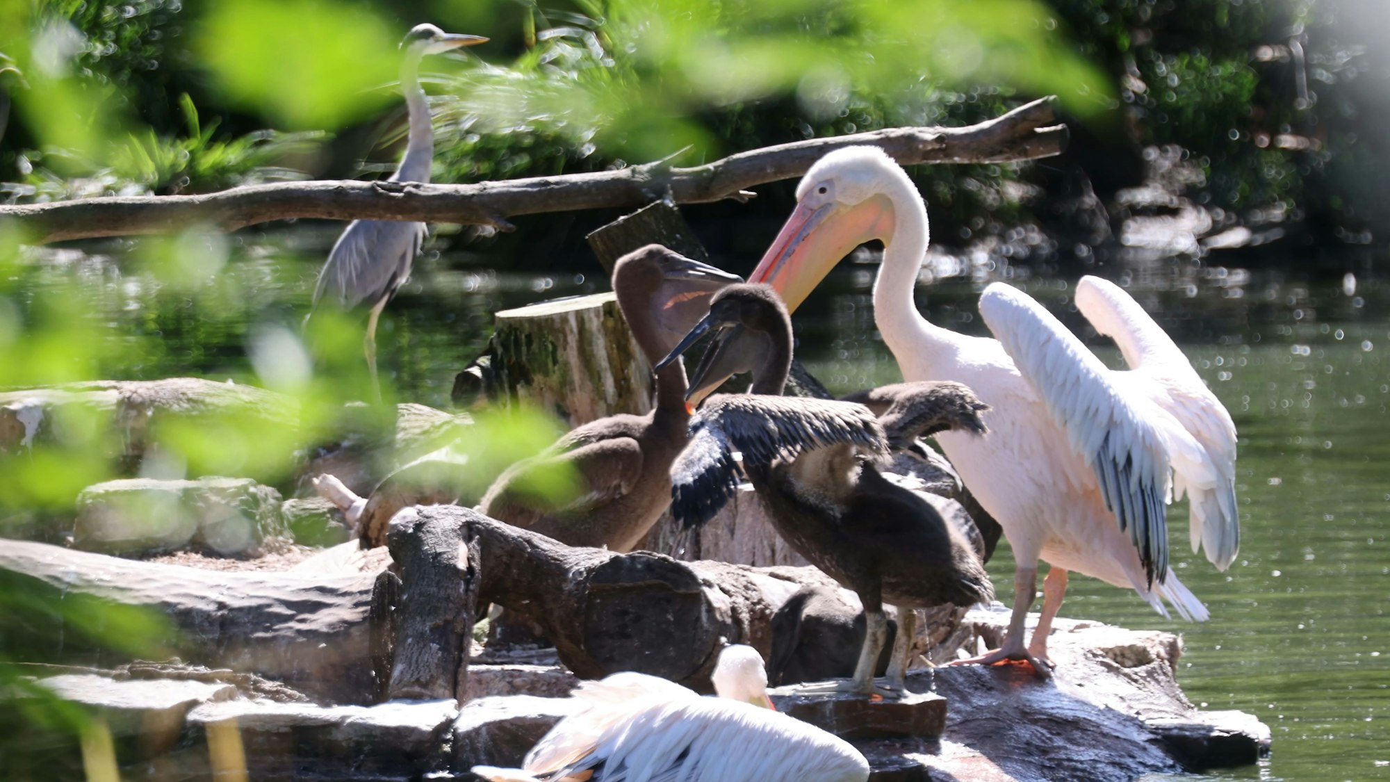 Welche Vögel betroffen sind, teilte der Zoo nicht mit.
