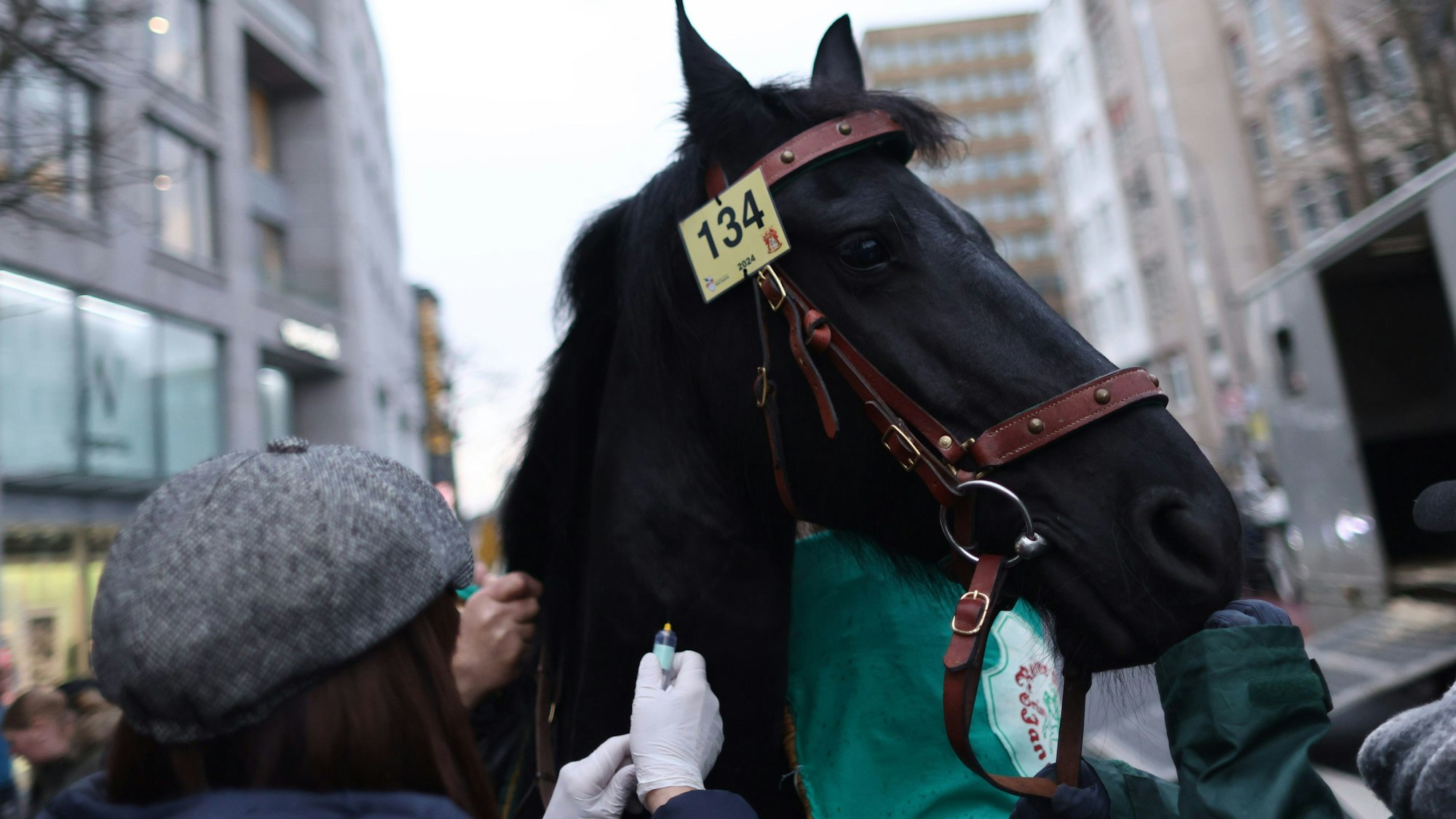 Einem schwarzen Friesenpferd wird mit einer Spritze Blut am Hals entnommen.