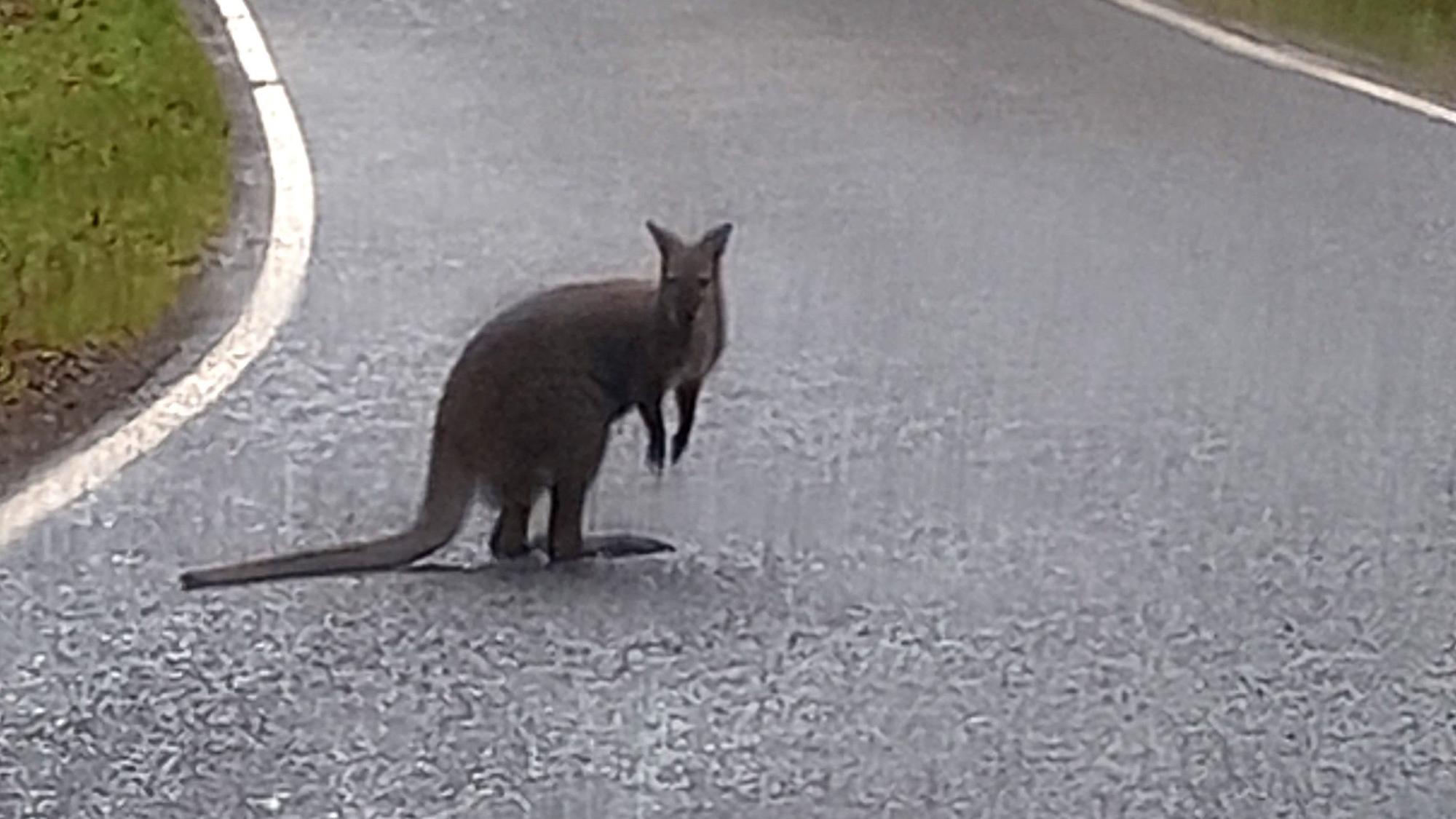 Dieses von der Polizei Nordsaarland zur Verfügung gestellte Foto zeigt ein Känguru auf einer Straße im Nordsaarland.