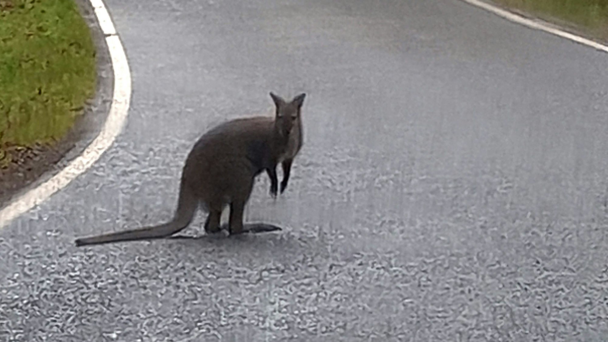 Dieses von der Polizei Nordsaarland zur Verfügung gestellte Foto zeigt ein Känguru auf einer Straße im Nordsaarland.