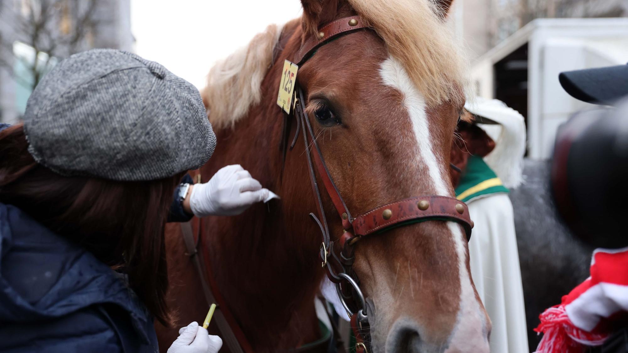 Pferde im Rosenmontagszug sorgen seit Jahren für Diskussionen.