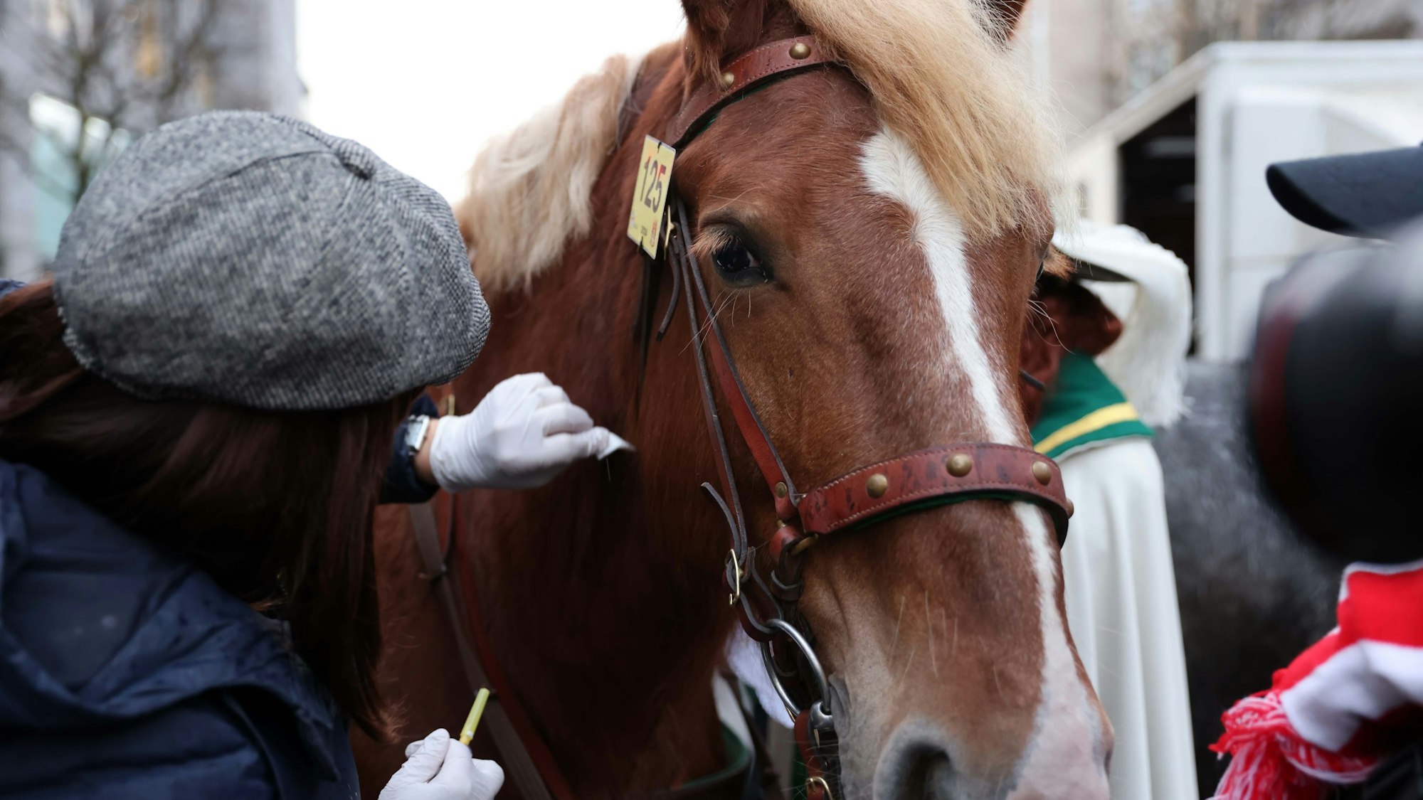 Pferde im Rosenmontagszug sorgen seit Jahren für Diskussionen.