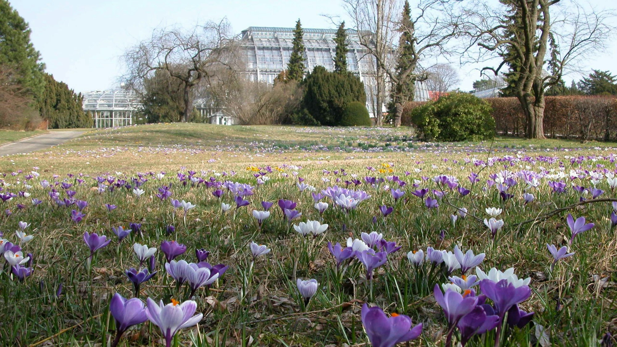 Blick über die Krokuswiese auf das Große Tropenhaus.