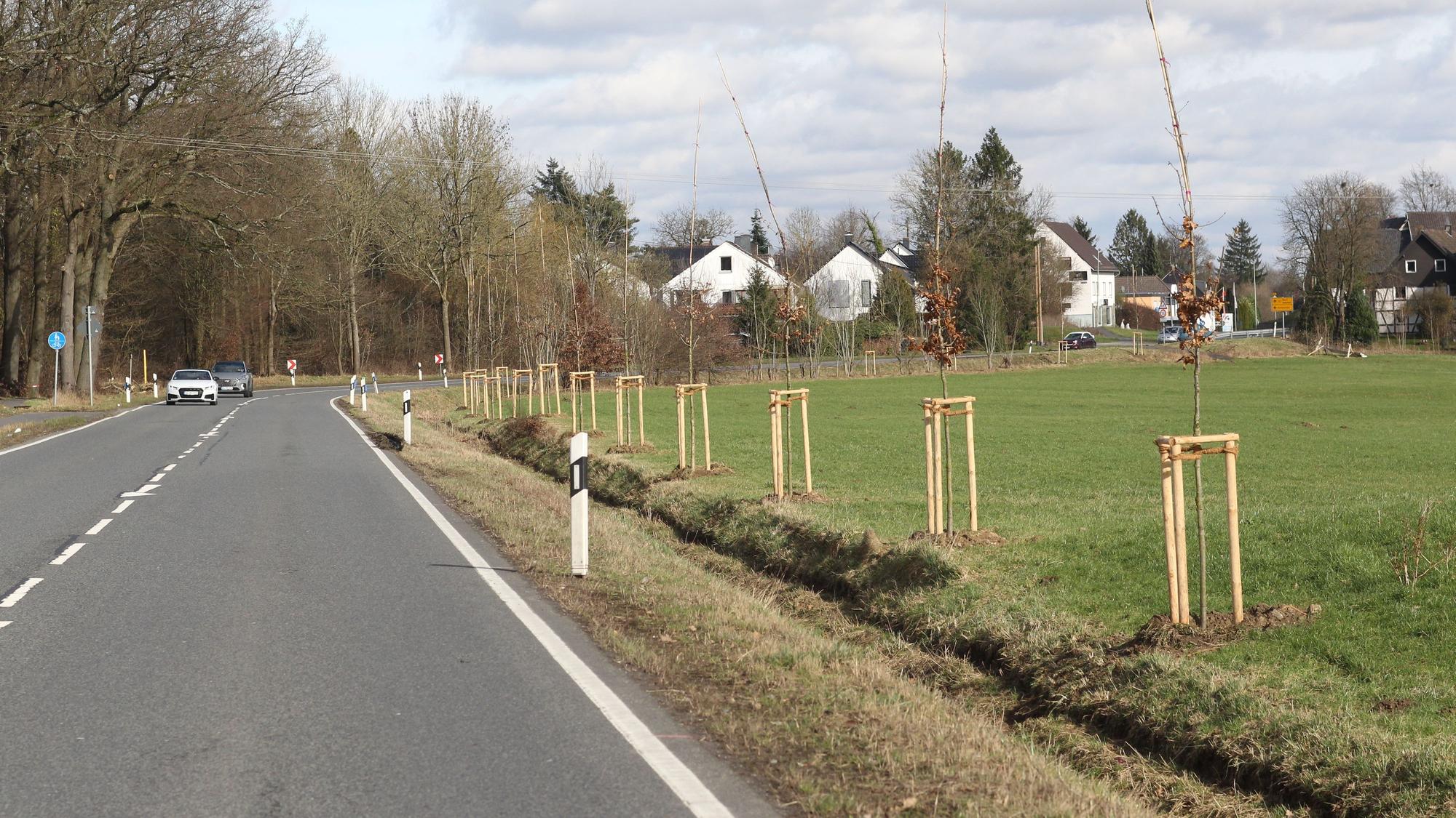 Kurz vor dem Ortseingang Seelscheid sind 25 neue Eichen gepflanzt worden.