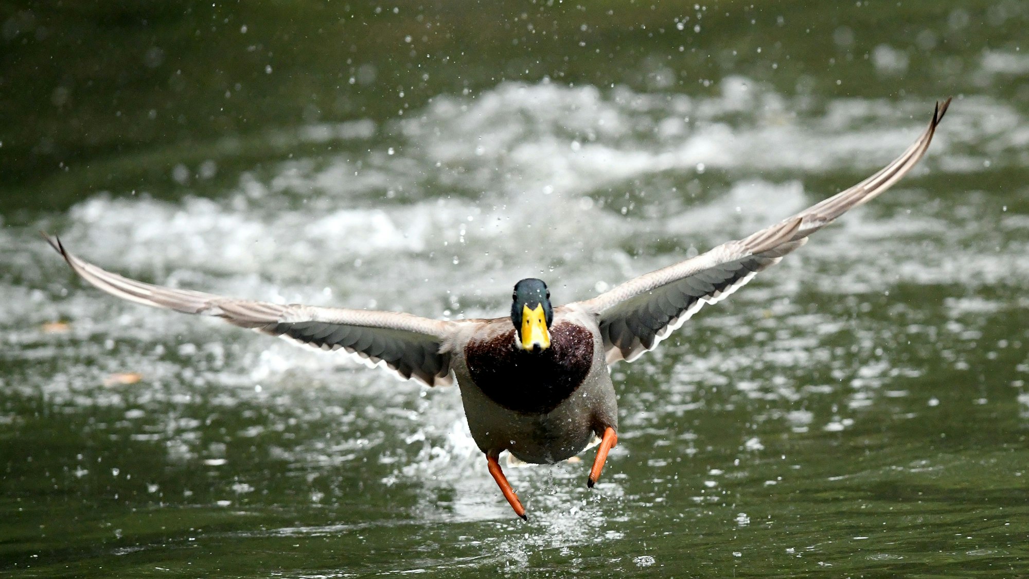 Fliegen ist nicht: Die Vögel im Kölner Zoo sind in Ställen und Zelten untergebracht, damit sich das Virus nicht stärker ausbeiten kann.