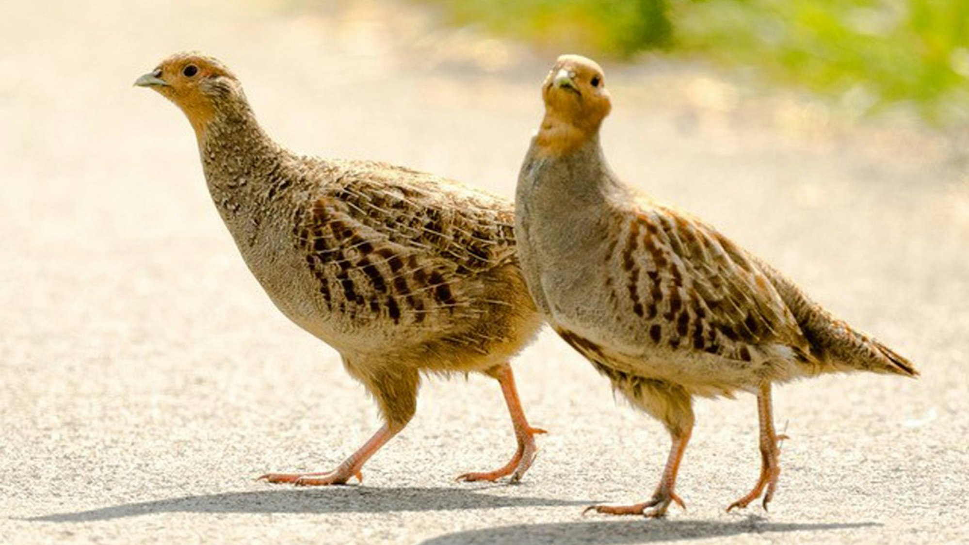 Rebhühner unterwegs in Sankt Augustin.