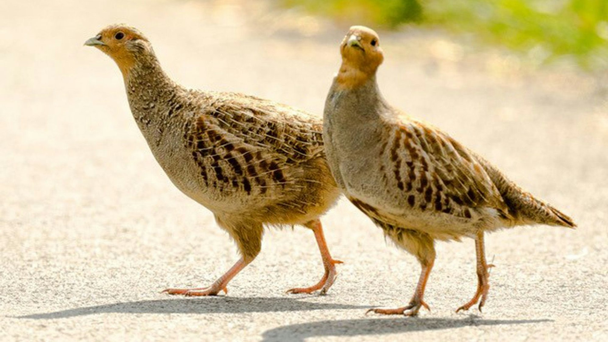 Rebhühner sind in Sankt Augustin wieder heimisch.