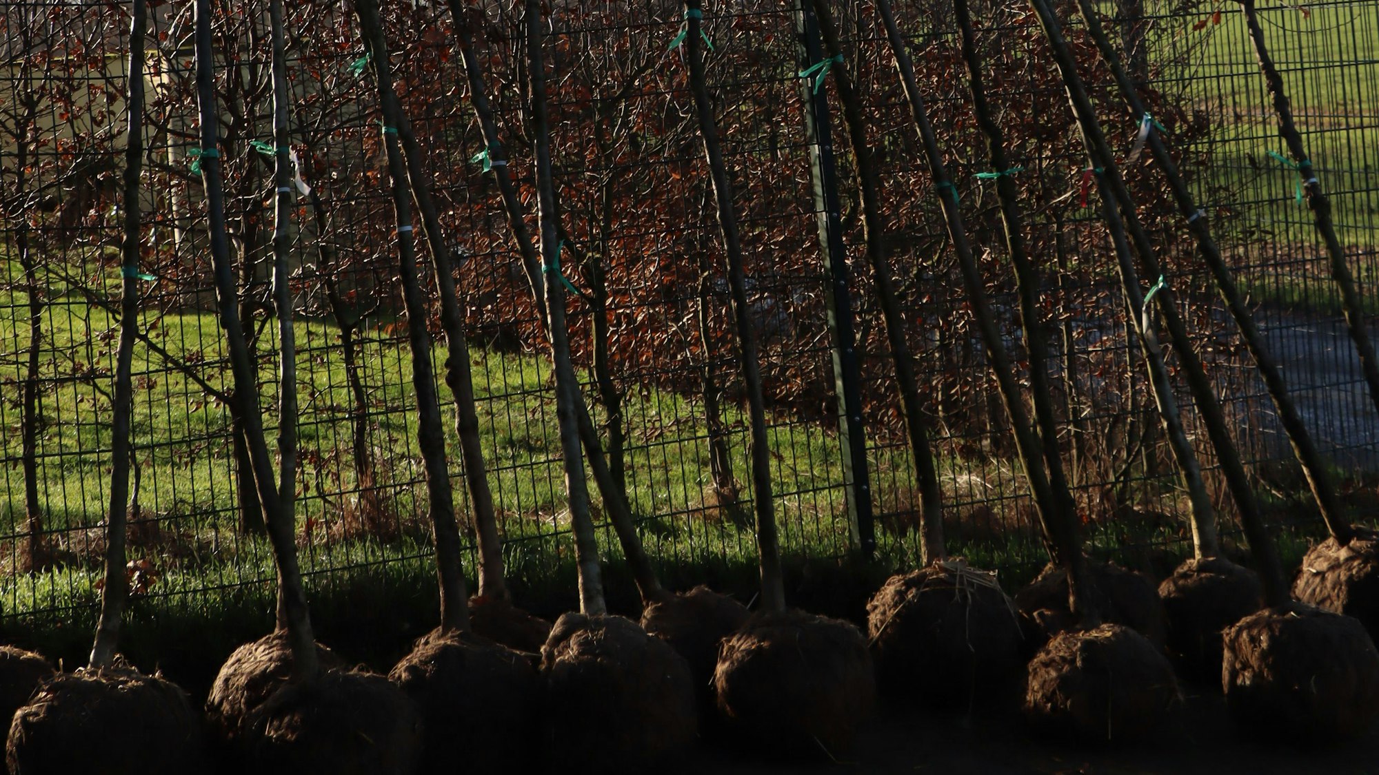 16 Stieleichen lehnen an einem Zaun.