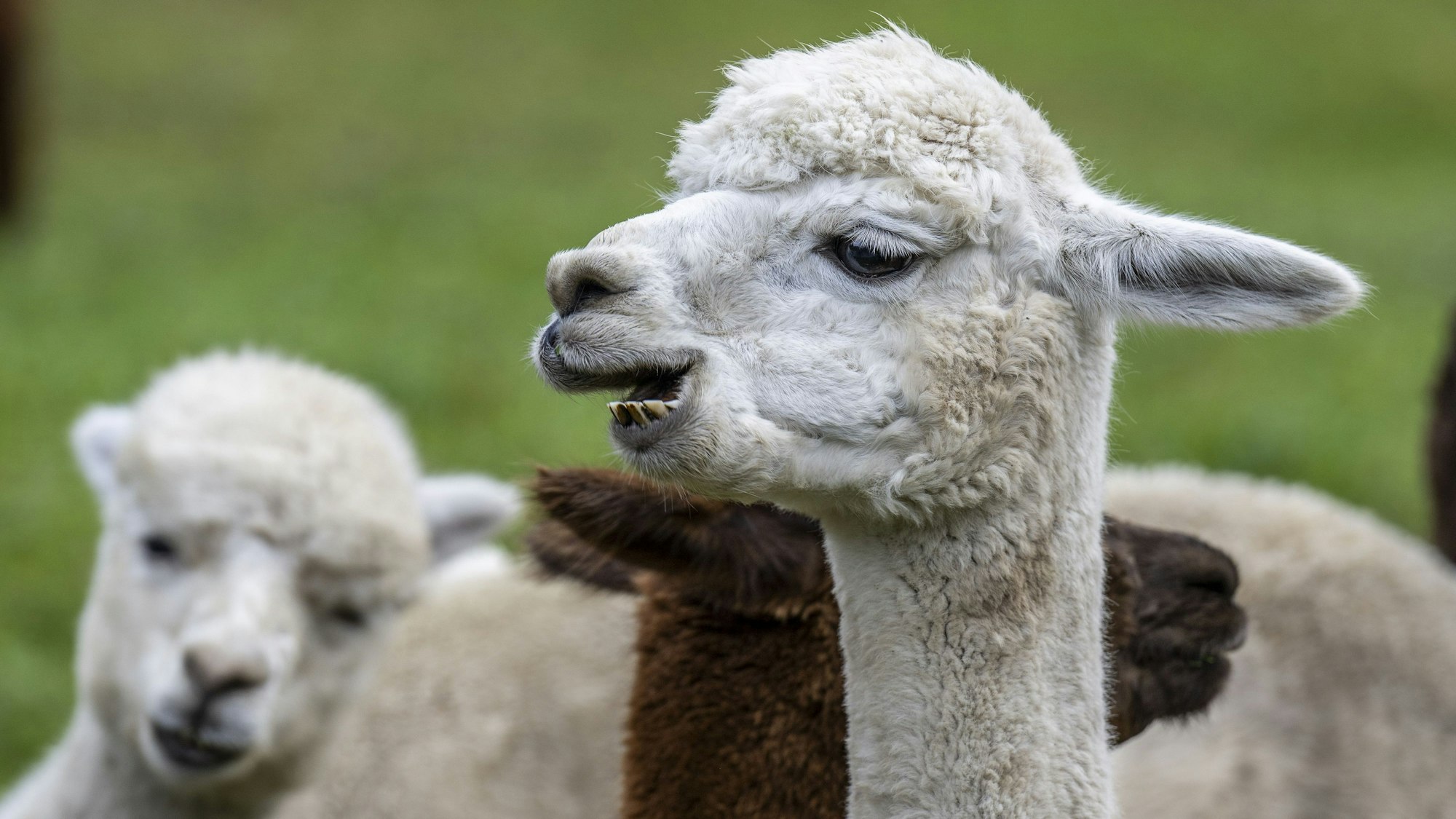 Alpakas auf einer Wiese