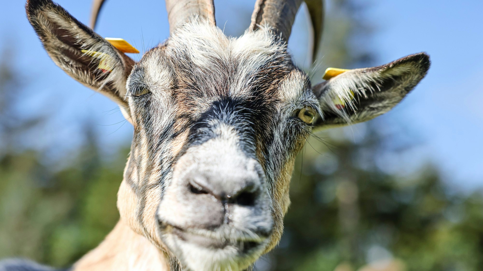 Ziege schaut in die Kamera.