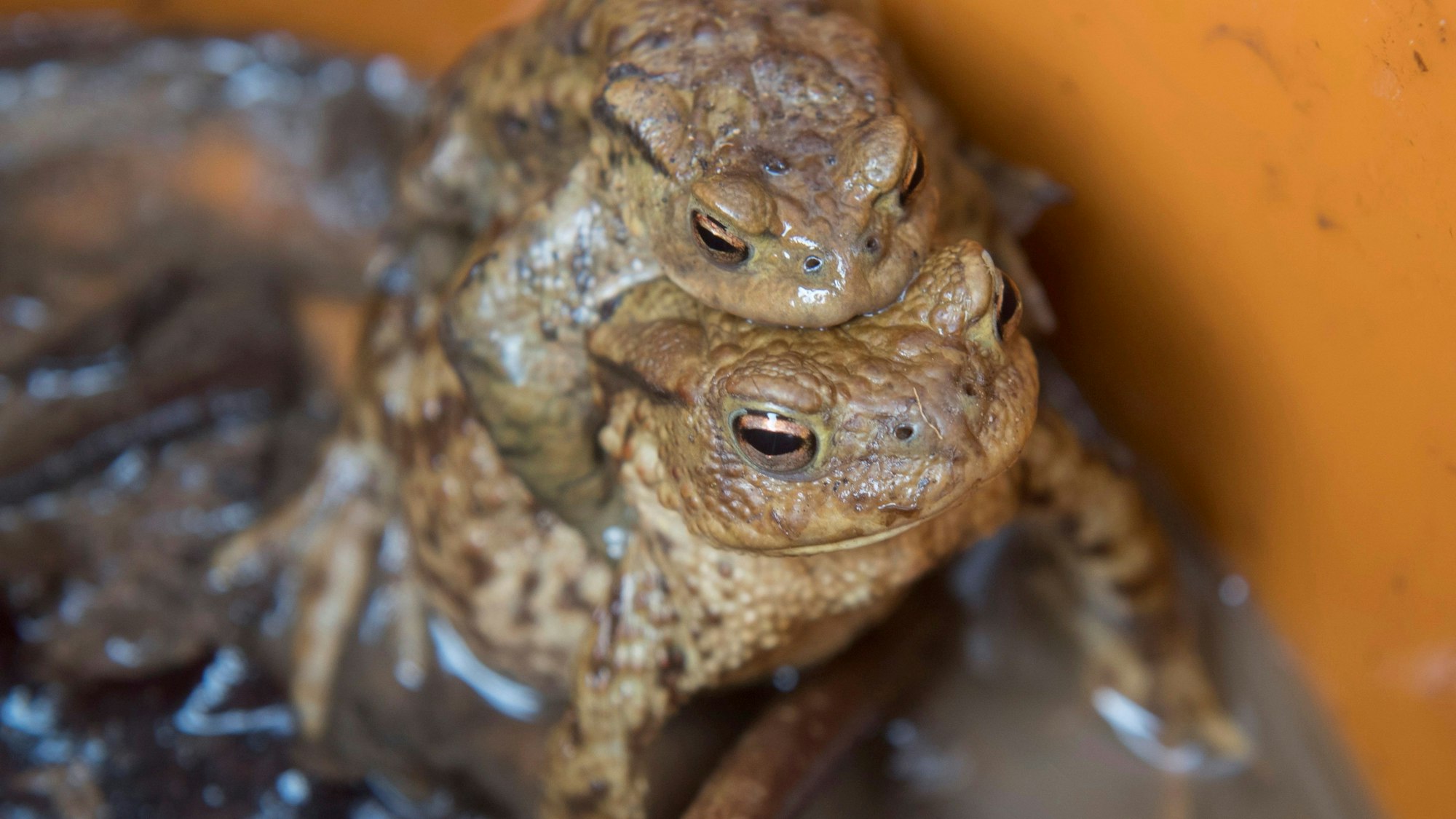 Zwei Kröten sitzen in einem Fangeimer übereinander.