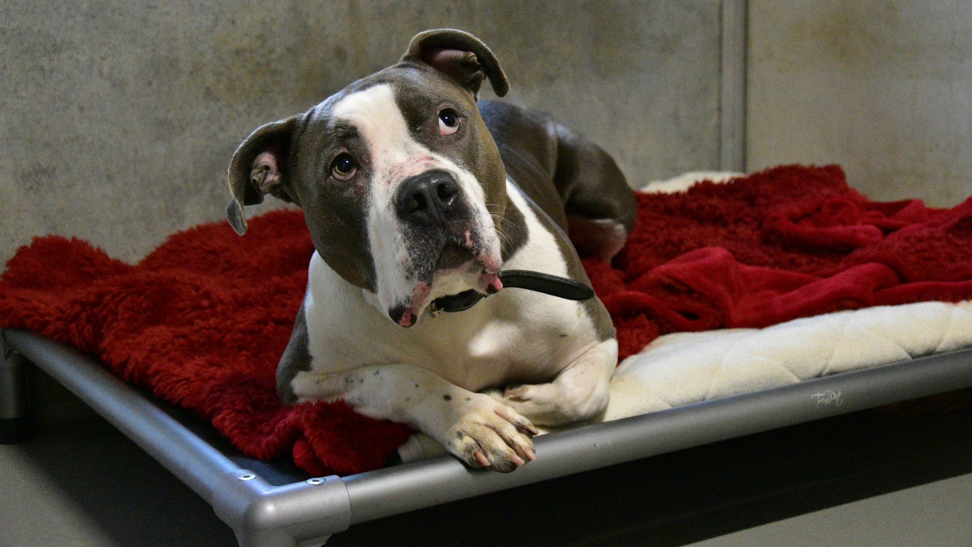 Hund auf roter Decke.