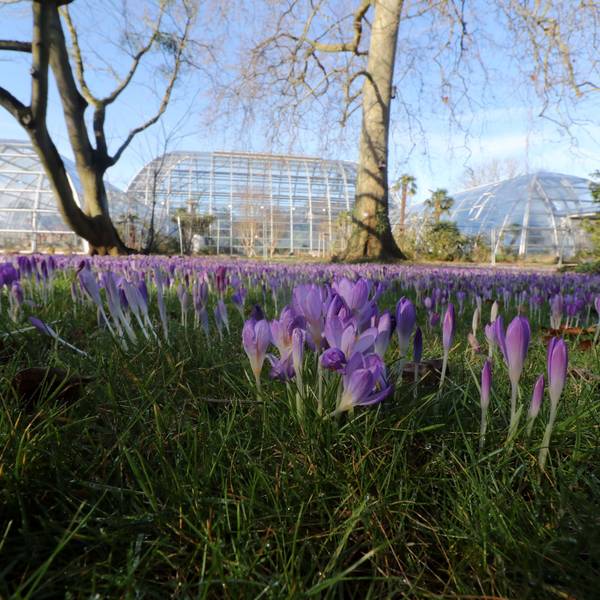 Krokusse in der Kölner Flora. Der Jahresanfang war so mild wie schon lange nicht mehr.