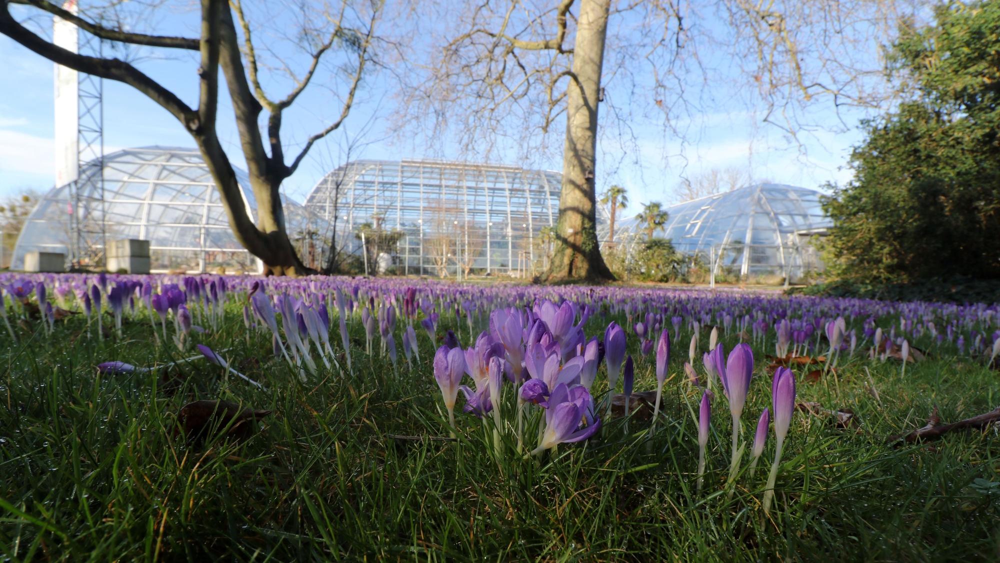 Krokusse in der Kölner Flora. Der Jahresanfang war so mild wie schon lange nicht mehr.