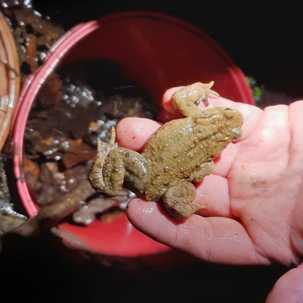Eine Hand hält eine Kröte über einem Eimer mit Laub.