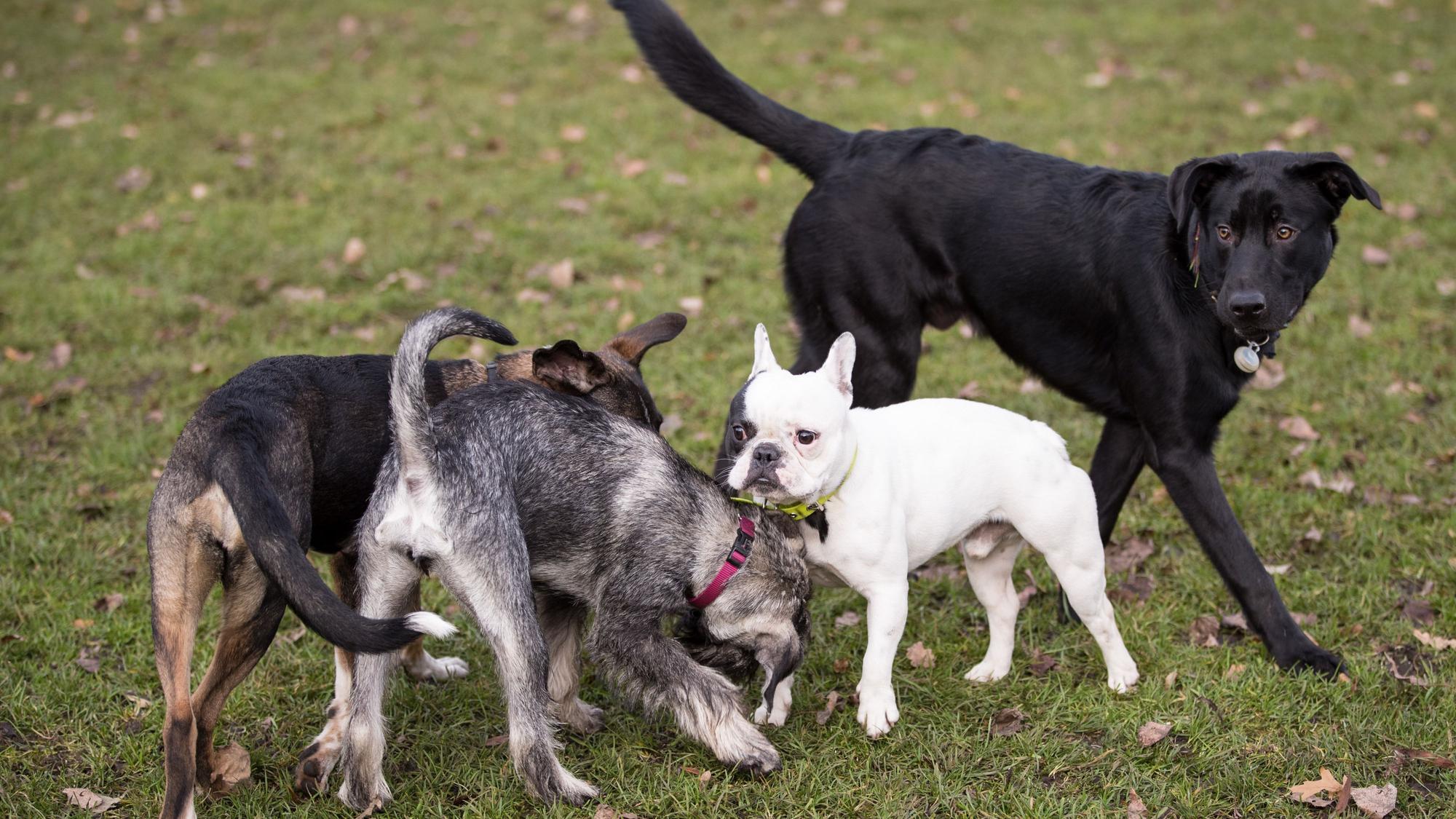 Hunde toben auf einer Hundewiese an der Alster.+
