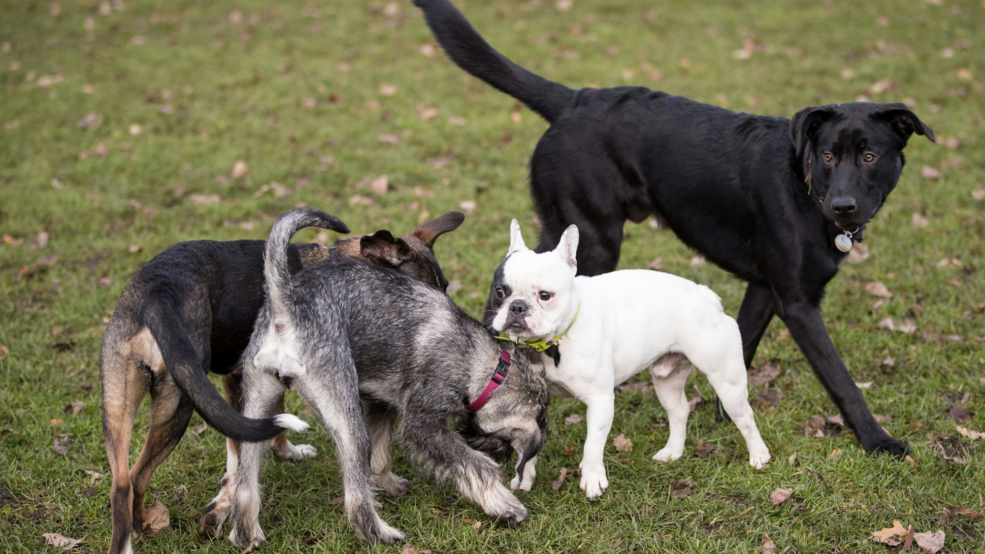 Hunde toben auf einer Hundewiese an der Alster.+