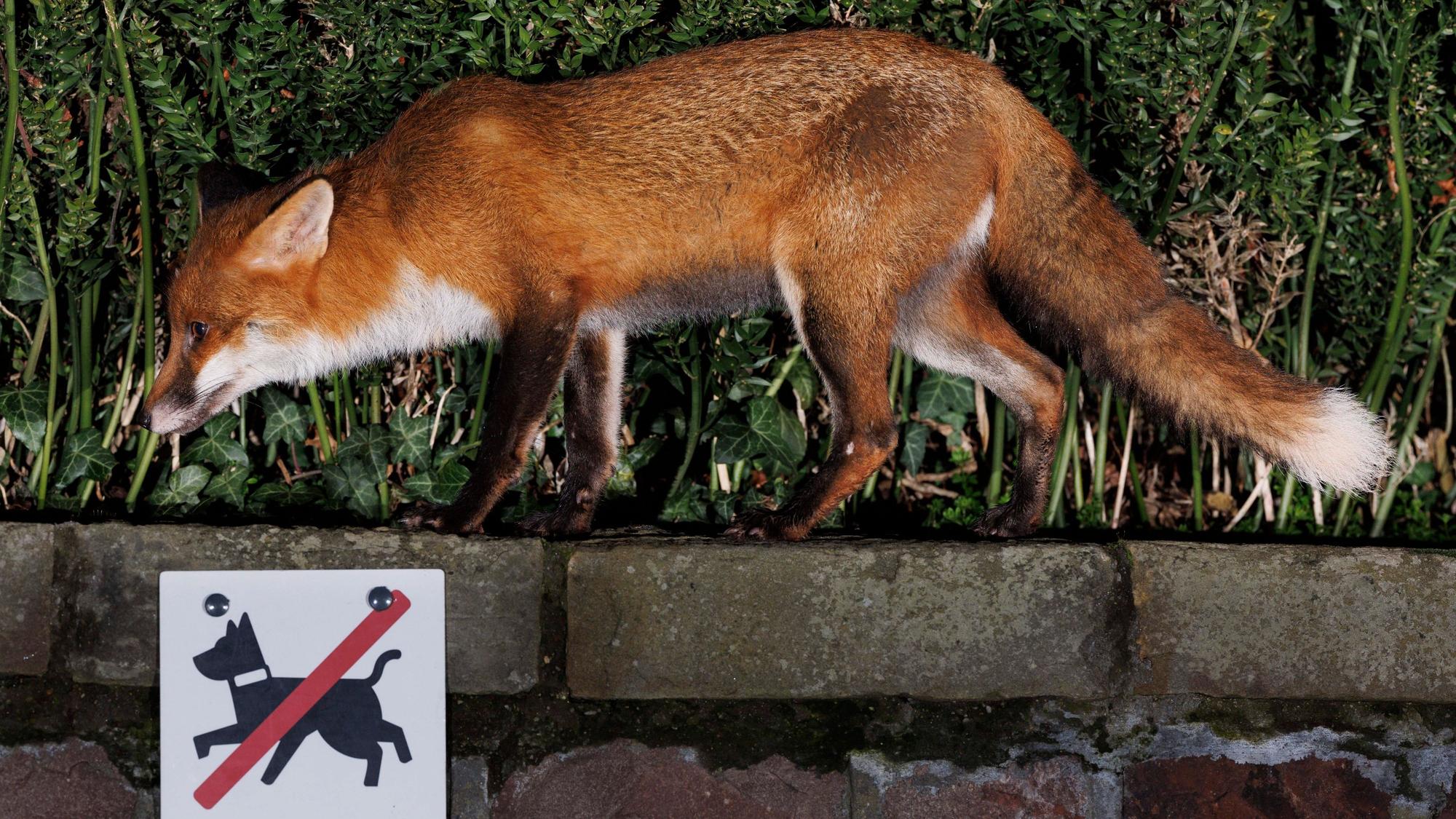 Ein Stadtfuchs passiert ein Schild mit der Aufschrift «No dogs except assistance dogs» in der Nähe des Stadtzentrums.