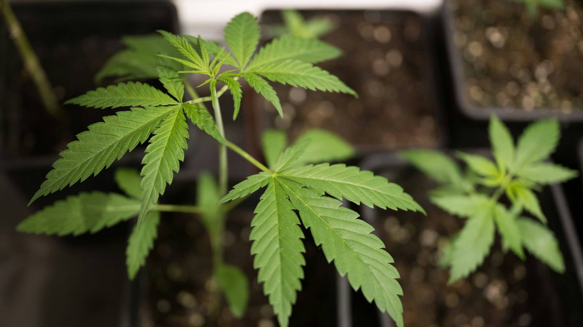 Nutzhanf-Pflanzen der Sorte Futura 75 stehen im Hanf-Museum in einem extra gesicherten Raum.