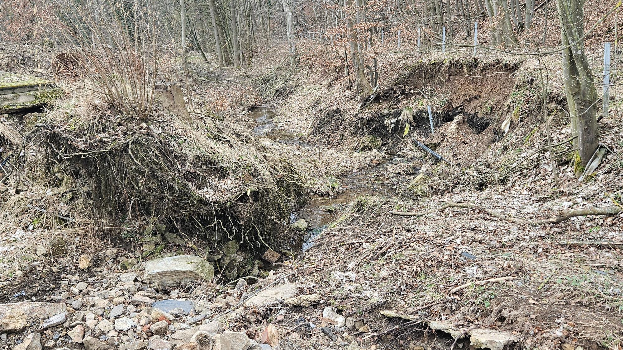 Das Foto zeigt unterspülte Wurzeln und abgerissene Böschungen.am Gillesbach.