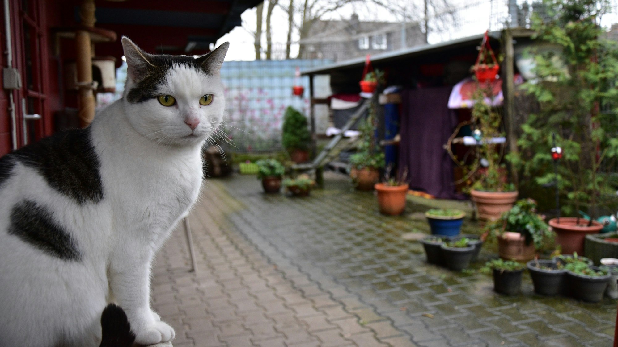 Eine Katze sitzt auf einem Tisch in einem Gebäudehof.