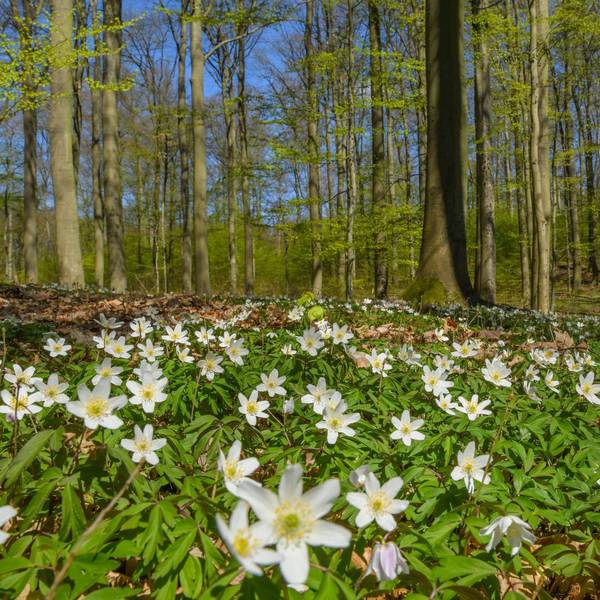 Sie bringen Frühlingsgefühle und etwas Farbe für den Waldboden: Buschwindröschen (Anemone nemorosa).