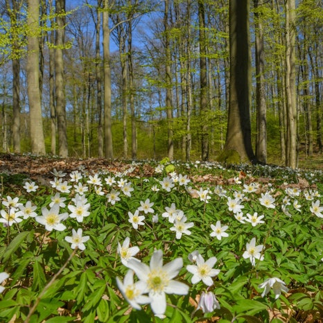 Sie bringen Frühlingsgefühle und etwas Farbe für den Waldboden: Buschwindröschen (Anemone nemorosa).