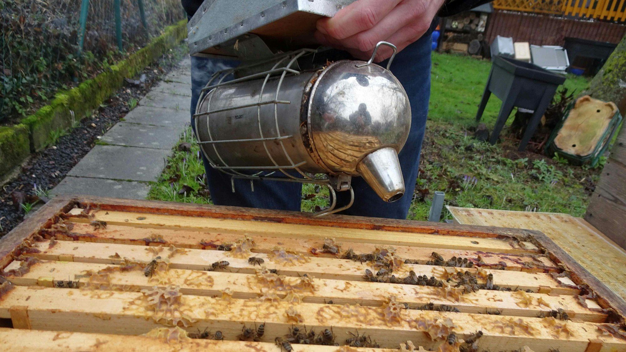 Der Rauch des Smokers lenkt die Bienen ab.