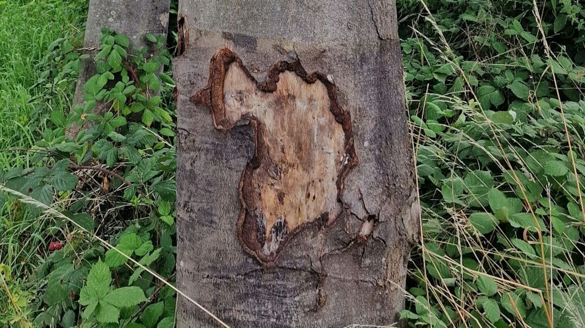 Die Stadt Leichlingen will die Umwelt an Baustellen besser schützen. Besonders Bäume werden immer wieder beschädigt.