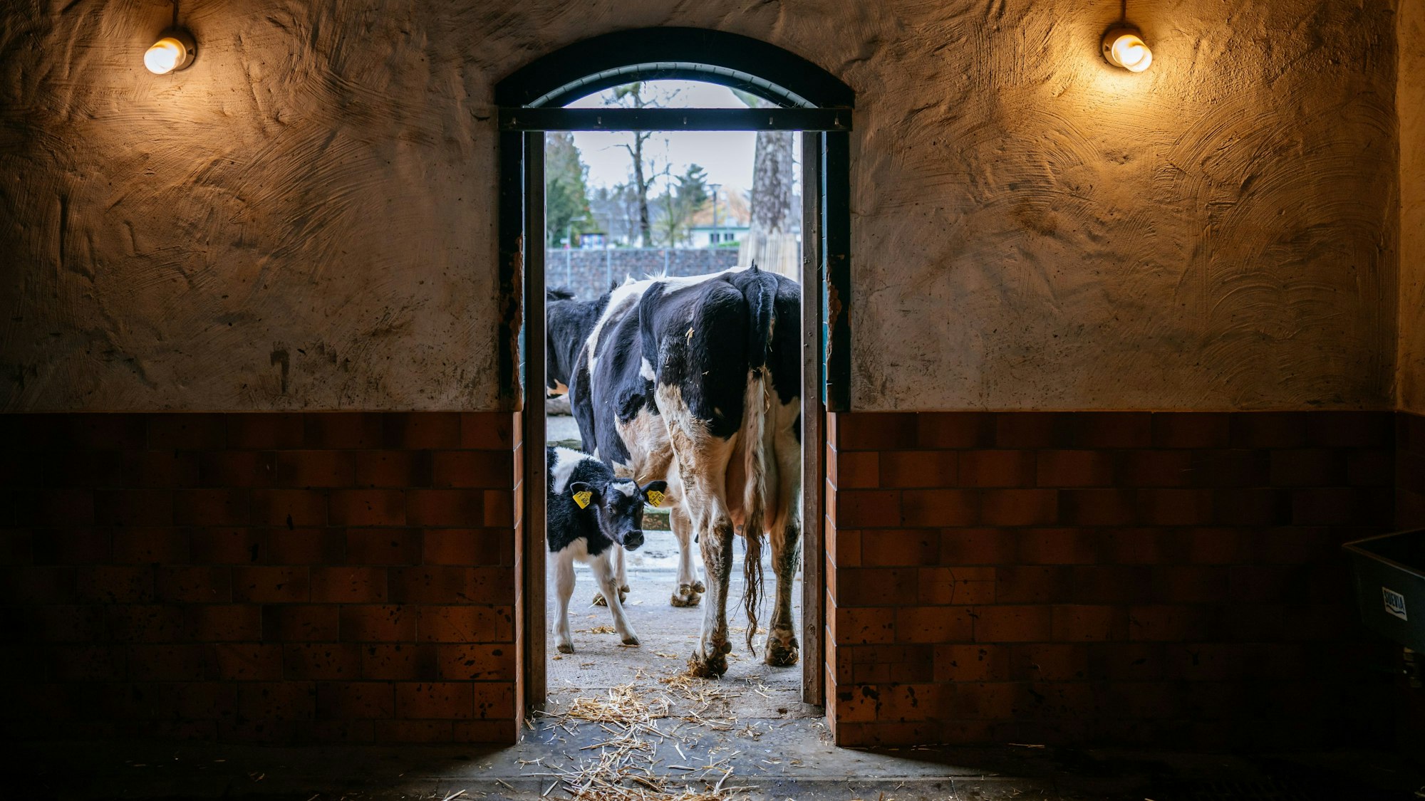 Nachwuchs Kälbchen auf dem Clemenshof