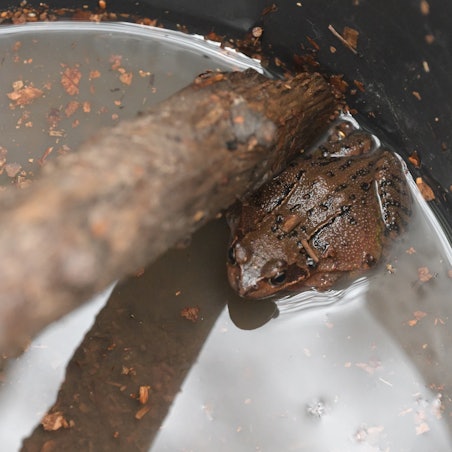 Ein brauner Grasfrosch sitzt in einem Eimer und wird darin über die Straße getragen.