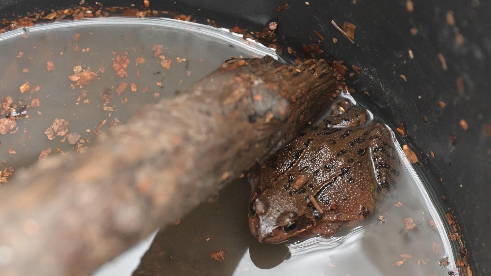 Ein brauner Grasfrosch sitzt in einem Eimer und wird darin über die Straße getragen.